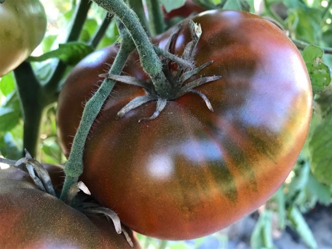 Chocolate Cherokee Tomato Seeds