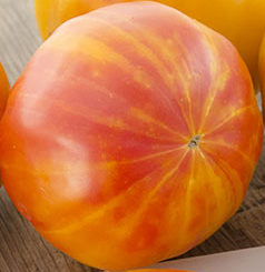 Big Rainbow Tomato Seeds | Heirloom | Organic - Tim's Tomatoes