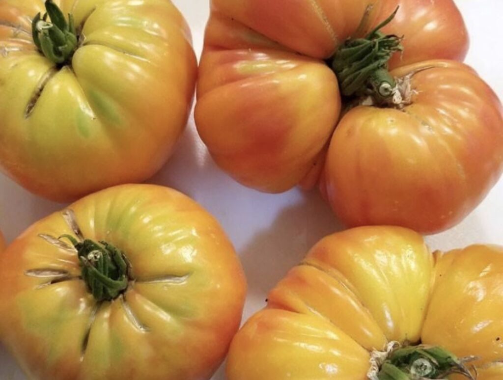 Big Rainbow Tomato Seeds | Heirloom | Organic | Tim's Tomatoes