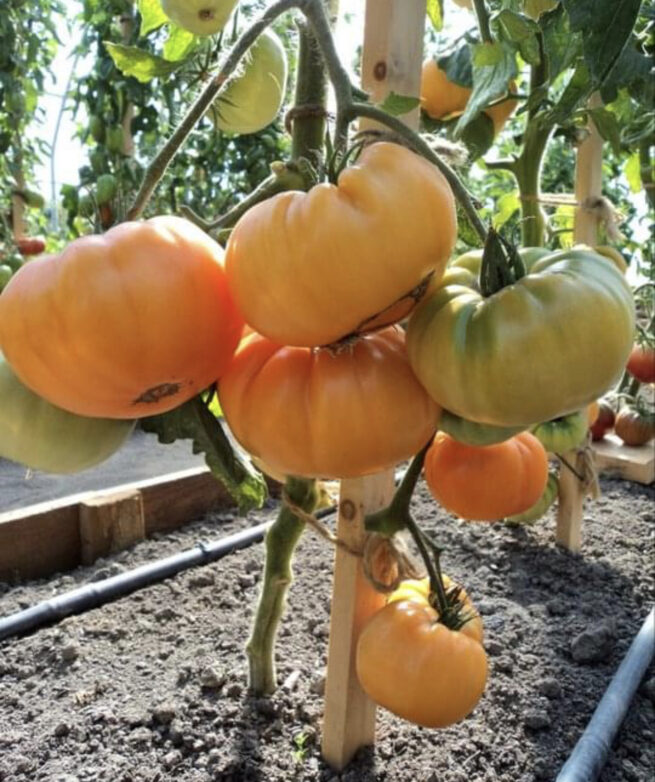 Big Rainbow Tomato Seeds | Heirloom | Organic