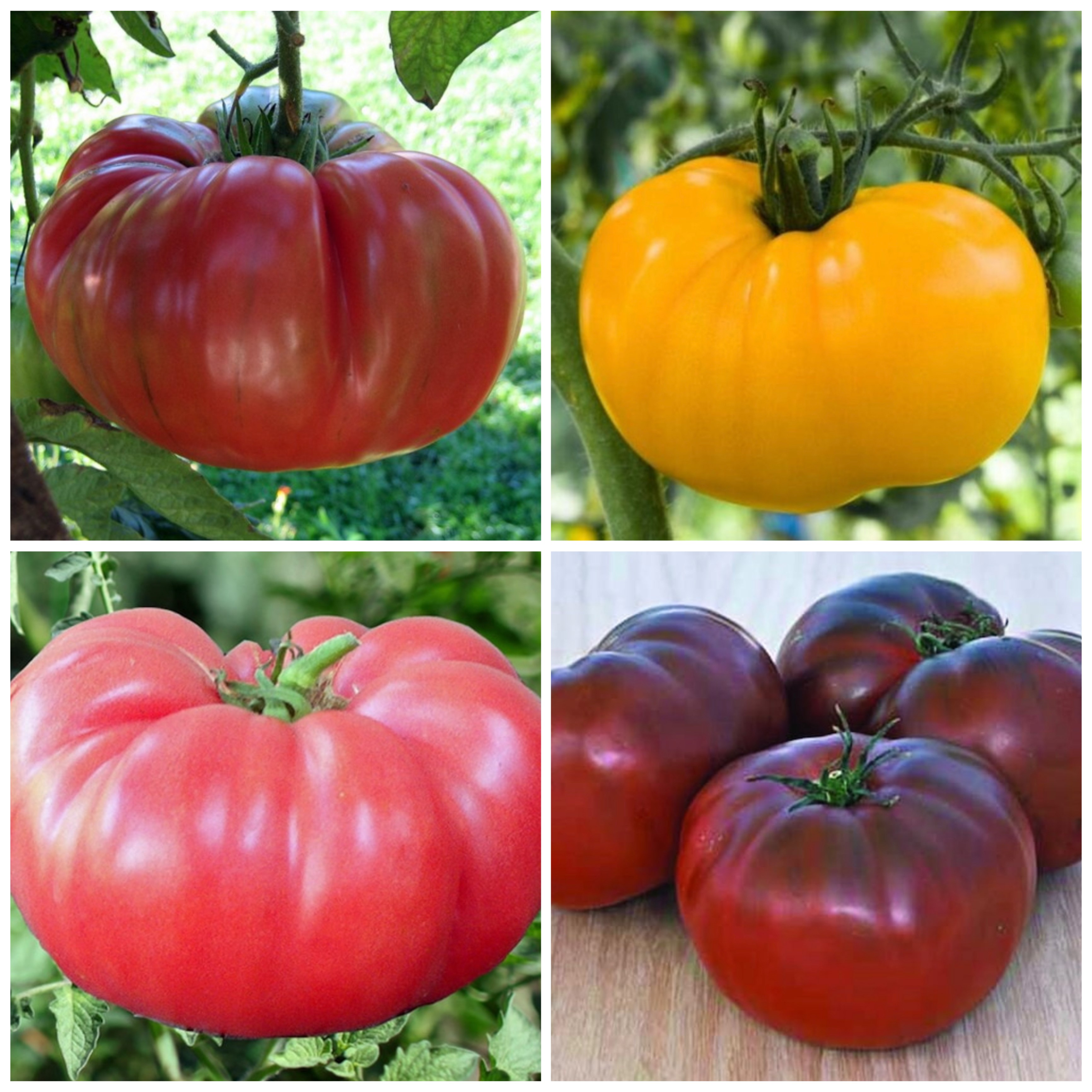 Sola Seed Company Brandywine Red Tomato Seeds - Heirloom, Non-GMO, 10 Seeds