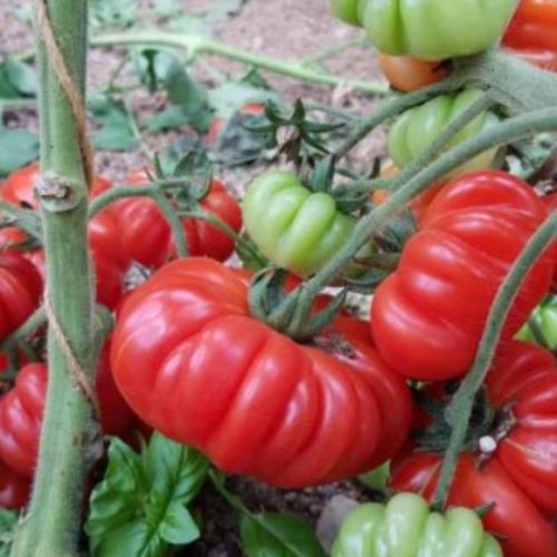 costoluto genovese tomato seeds