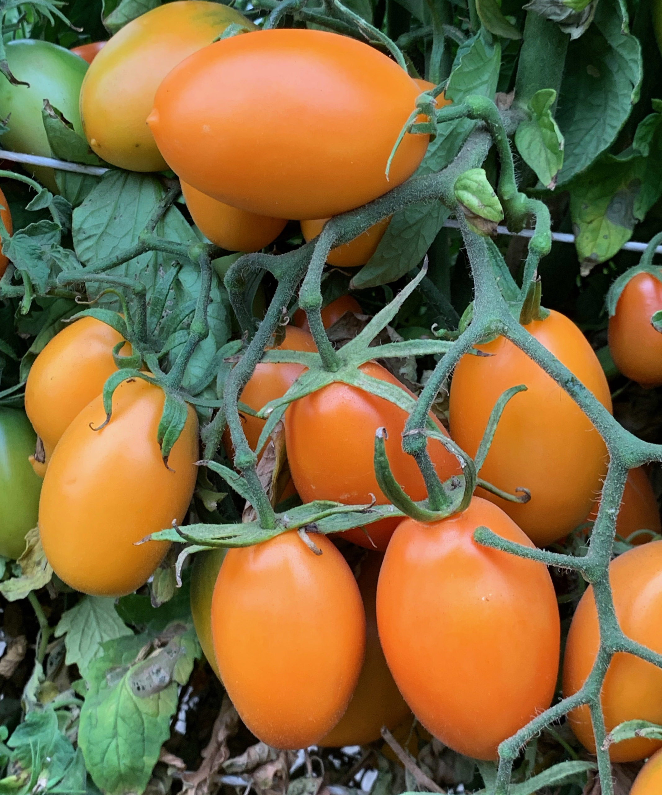 Orange Slicer Tomato (Solanum lycopersicum 'Orange Slicer') in