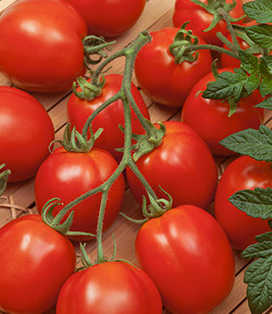 Medium Slicer Tomato Seeds