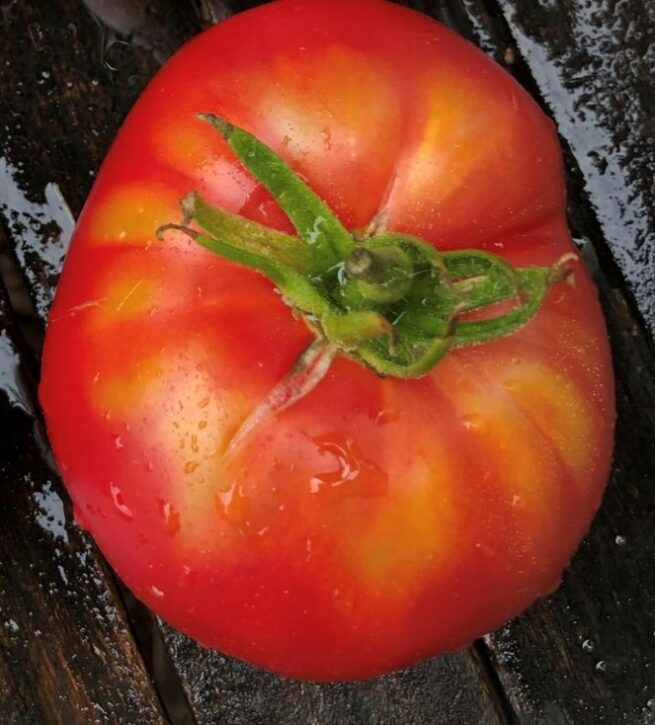 tappy's finest tomato seeds
