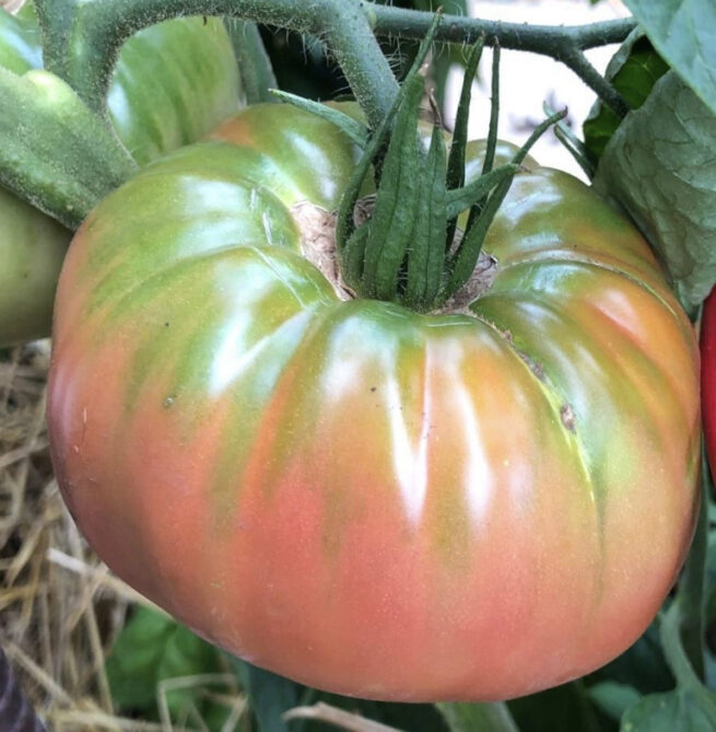 Tiffen Mennonite Tomato Seeds