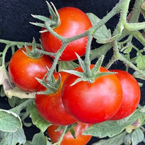 Alaska Tomato Seeds | Rare Heirloom | Organic | Early Producing | Cold hearty |