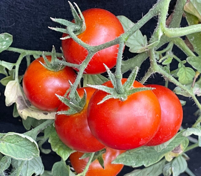 Alaska Tomato Seeds | Rare Heirloom | Organic | Early Producing | Cold hearty |