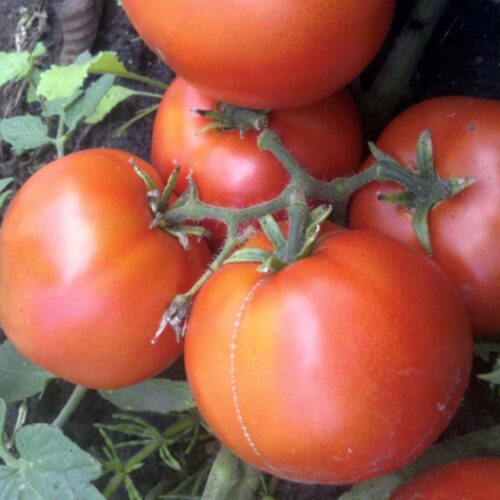 Dwarf Alpetieva Tomato Seeds