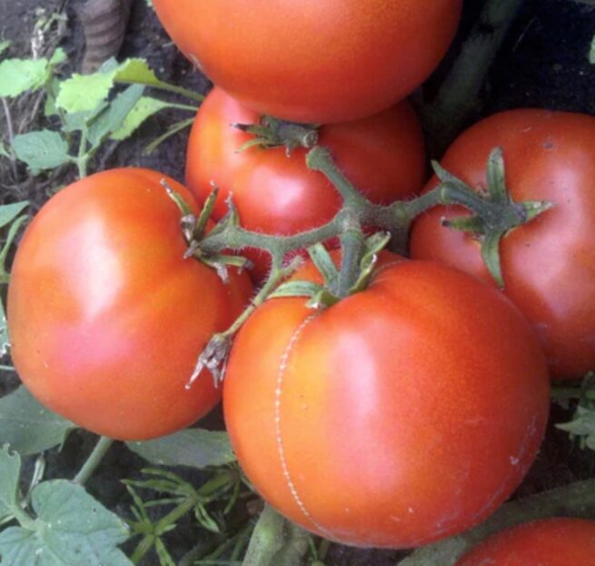Dwarf Alpetieva Tomato Seeds