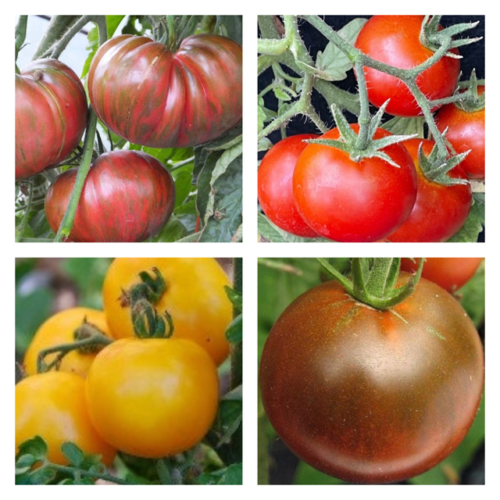 cold tolerant tomato seeds