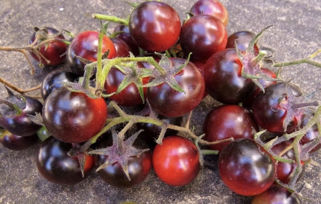 Dancing With Smurfs Tomato Seeds | Tim's Tomatoes