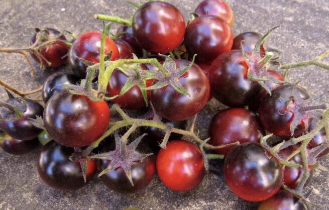 Dancing With Smurfs Tomato Seeds