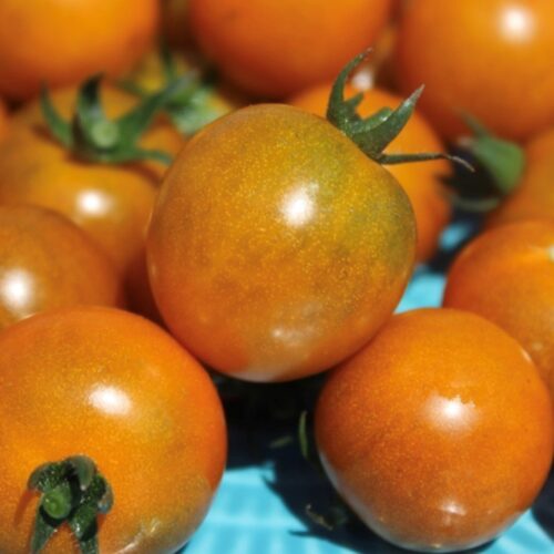 Dark Orange Muscat Tomato Seeds