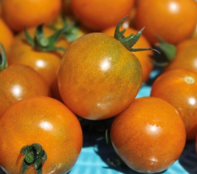 Dark Orange Muscat Tomato Seeds