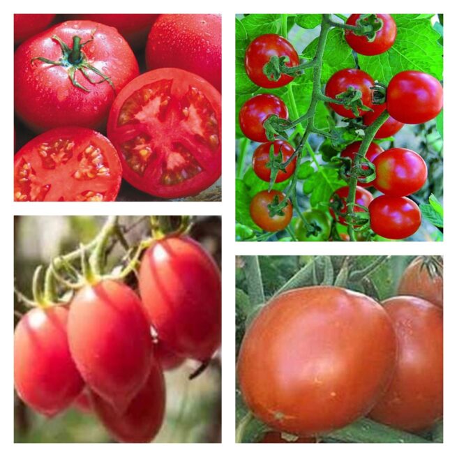 Heat Tolerant Tomato Seeds