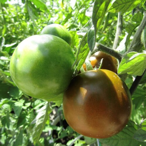 Pigletwillie's french black tomato