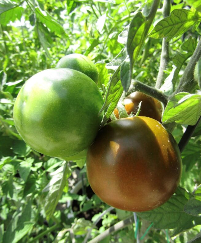 Pigletwillie's french black tomato