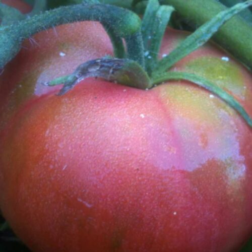 red peach tomato seeds