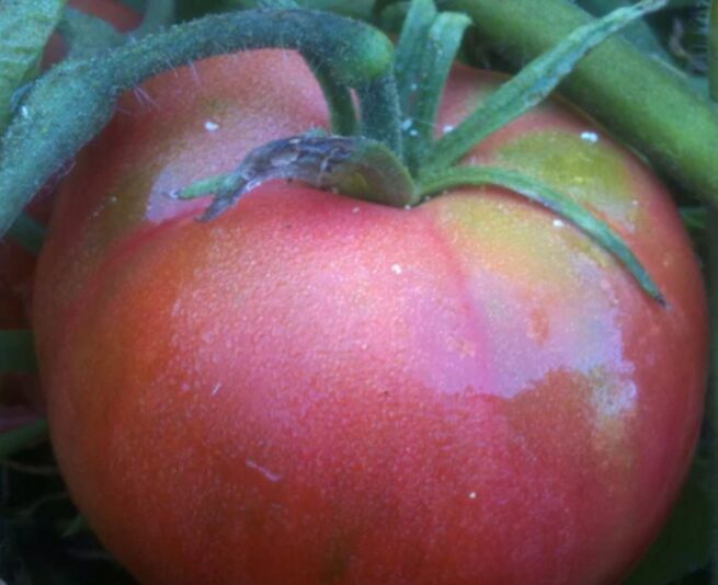 red peach tomato seeds