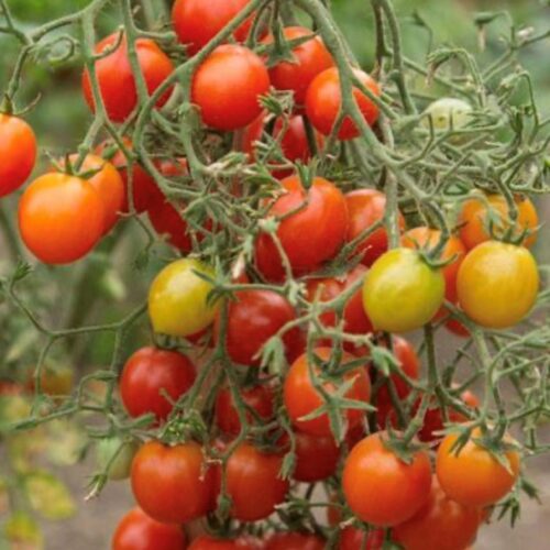 Red Centiflor Tomato Seeds