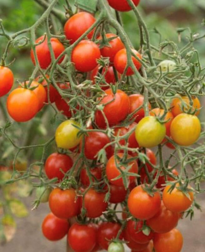 Red Centiflor Tomato Seeds