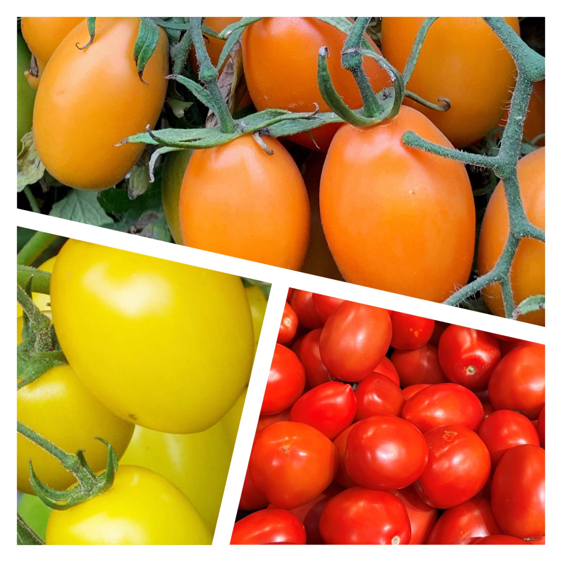 Roma Tomato Collection Organic Seeds Tims Tomatoes