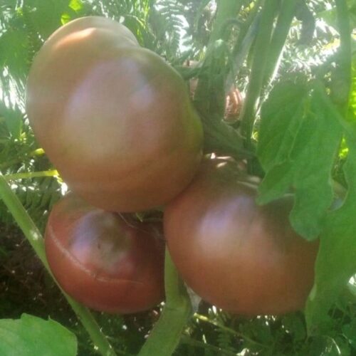Sokolades tomato - heirloom tomato seeds - organic rare vegetable