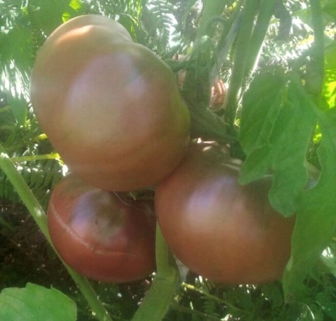 Sokolades tomato - heirloom tomato seeds - organic rare vegetable