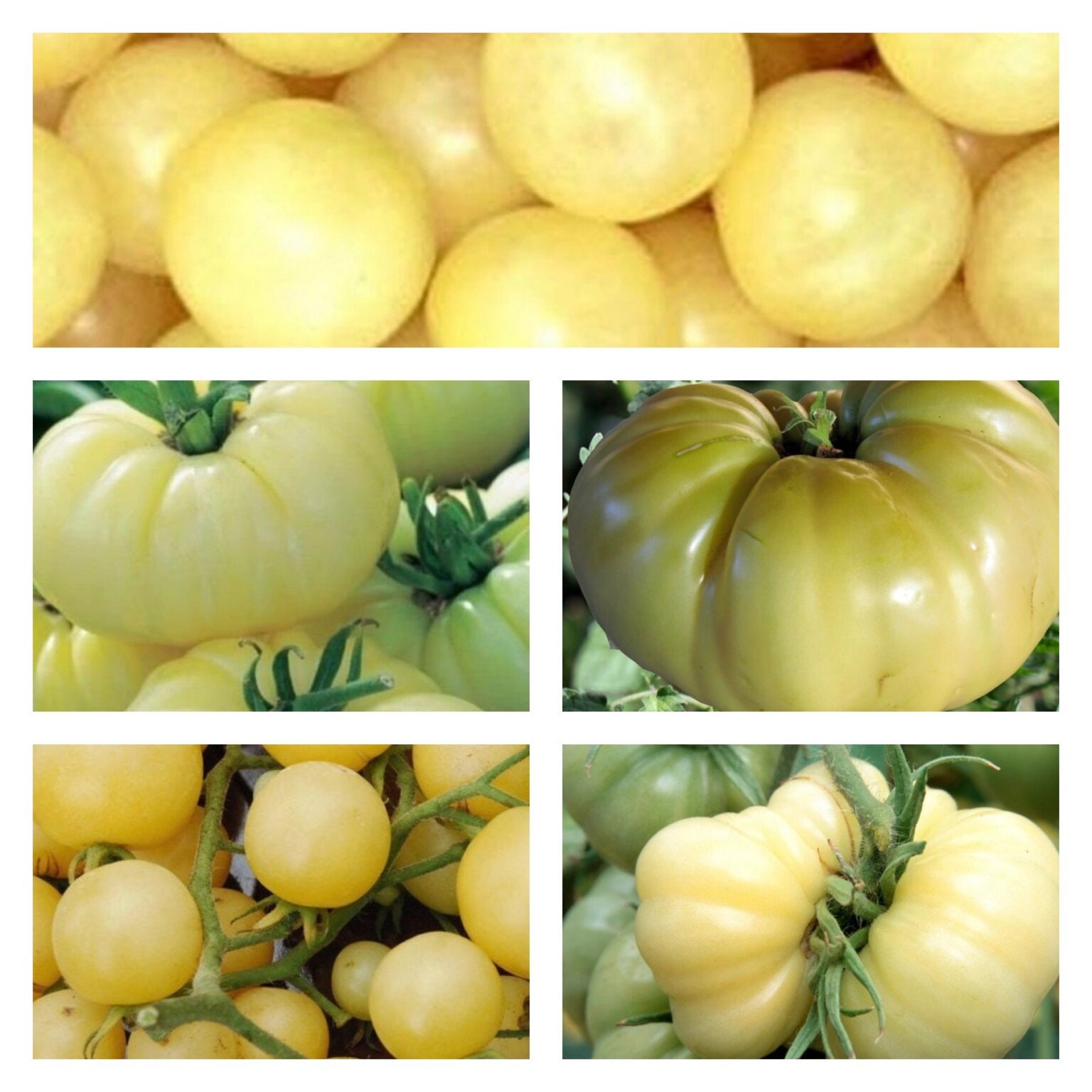 White Tomato Collection | Seeds | Tim's Tomatoes