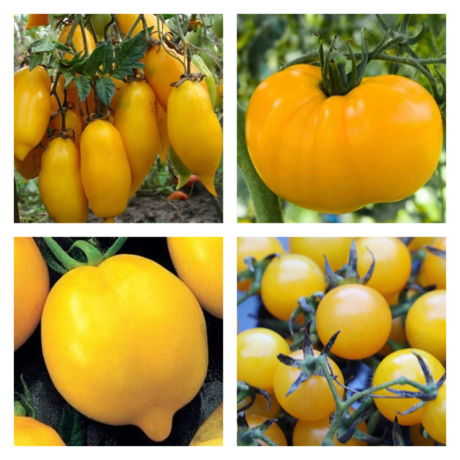 yellow tomato seed mix