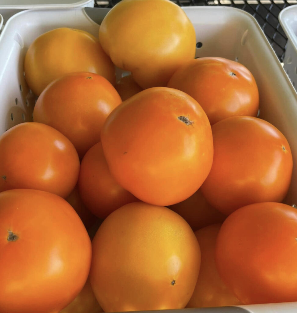 Amish Gold Tomato Seeds | Organic | Tim's Tomatoes