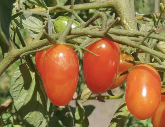 Baby Roma Tomato - Tim's Tomatoes