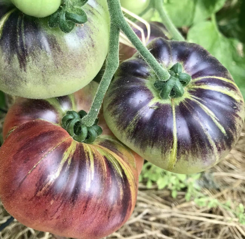 Blue Beauty Tomato Seeds | Tim's Tomatoes