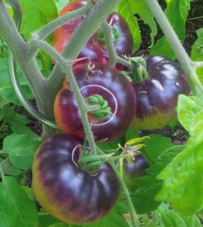 Black Beauty Eggplant Seeds | Heirloom | Organic