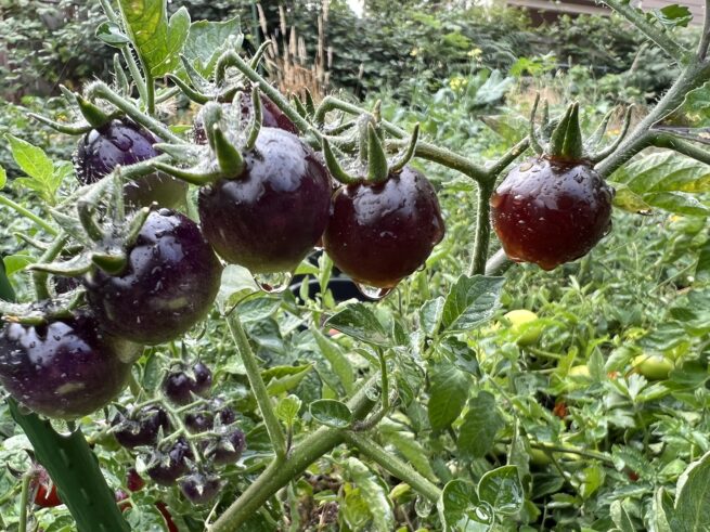 Blue Berries Tomato Seeds | Organic | Rare Variety | Indigo | Antho | Purple Blue Cherry Tomatoes | Vegetable Seed