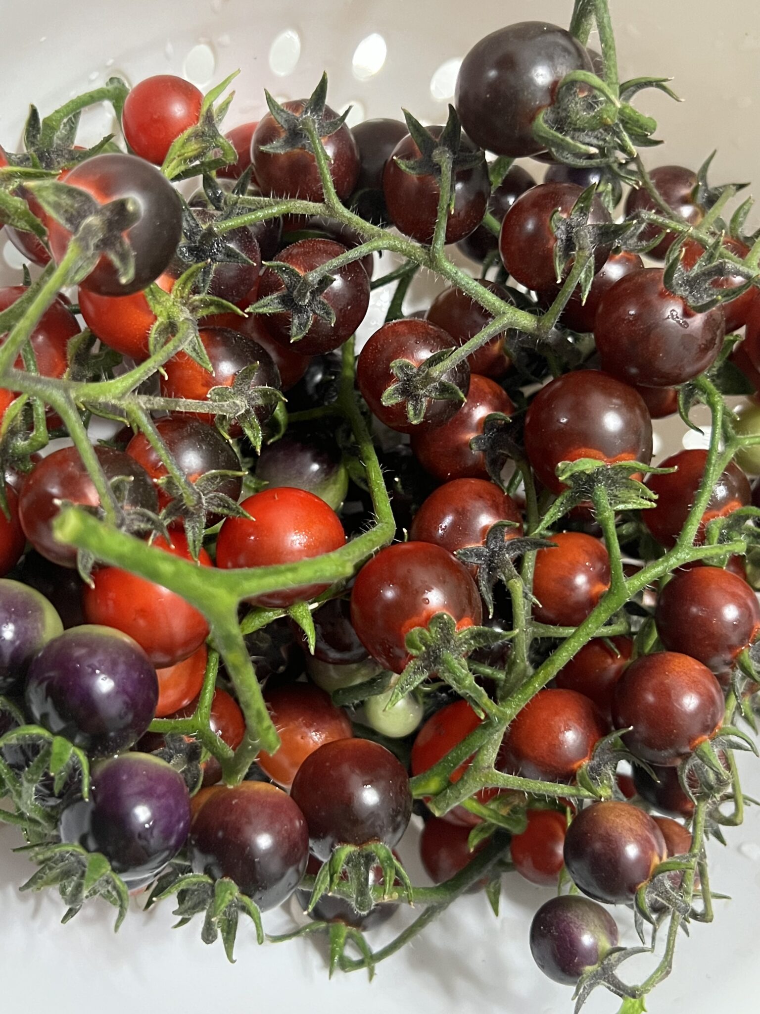 Blue Berries Tomato Seeds | Organic | Tim's Tomatoes