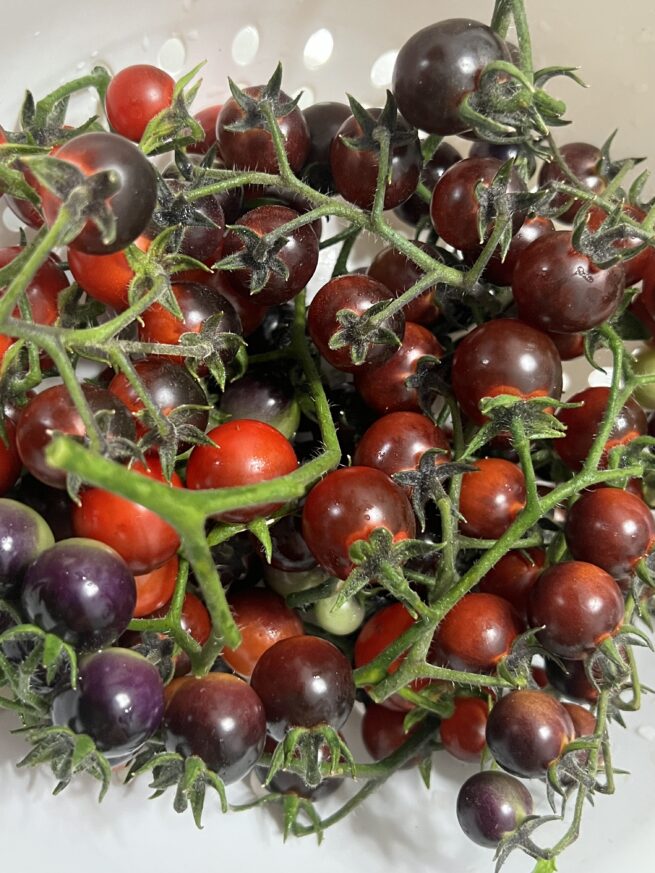 Blue Berries Tomato Seeds | Organic | Rare Variety | Indigo | Antho | Purple Blue Cherry Tomatoes | Vegetable Seed