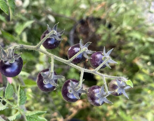 Blue Berries Tomato Seeds | Organic | Rare Variety | Indigo | Antho | Purple Blue Cherry Tomatoes | Vegetable Seed