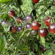 Bosque Blue Tomato Seeds  Organic - Tim's Tomatoes