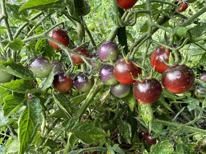 Blue Berries Tomato Seeds | Organic | Rare Variety | Indigo | Antho | Purple Blue Cherry Tomatoes | Vegetable Seed