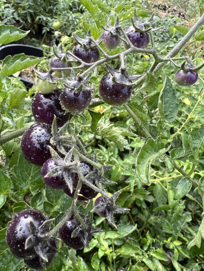 Blue Berries Tomato Seeds | Organic | Rare Variety | Indigo | Antho | Purple Blue Cherry Tomatoes | Vegetable Seed