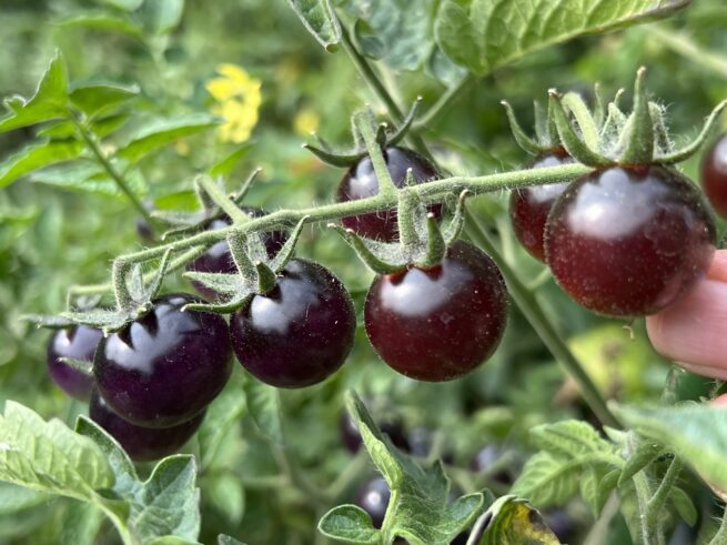 Blue Berries Tomato Seeds | Organic | Rare Variety | Indigo | Antho | Purple Blue Cherry Tomatoes | Vegetable Seed