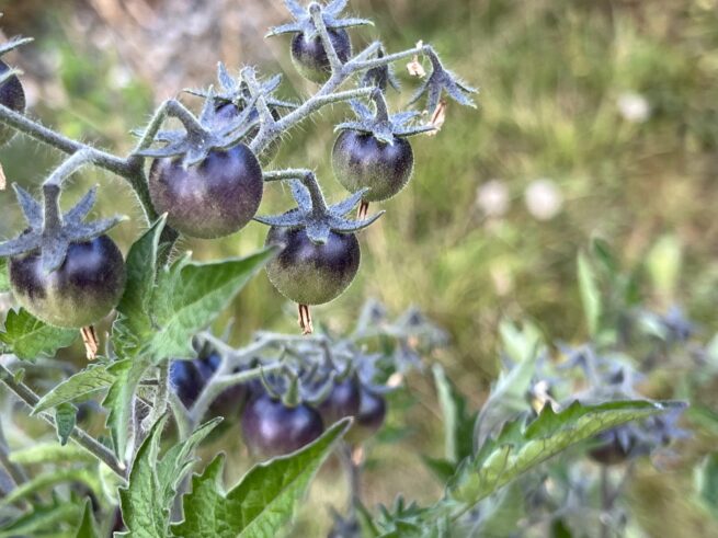 Blue Berries Tomato Seeds | Organic | Rare Variety | Indigo | Antho | Purple Blue Cherry Tomatoes | Vegetable Seed