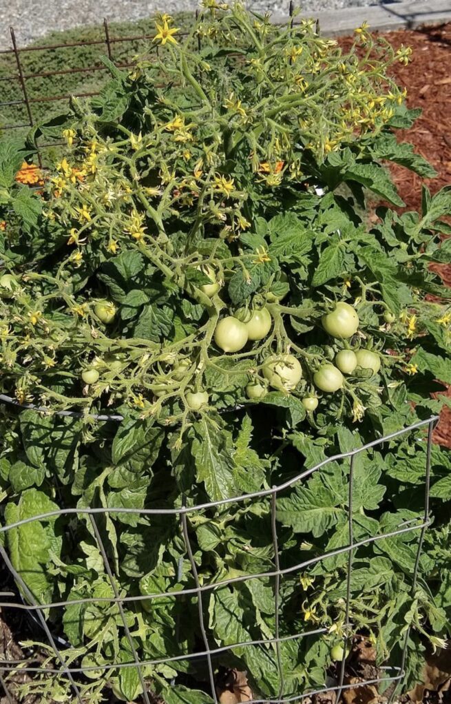 geranium kiss tomato