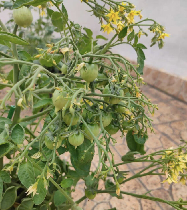 geranium kiss tomato