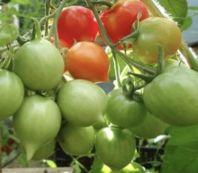 geranium dwarf tomato