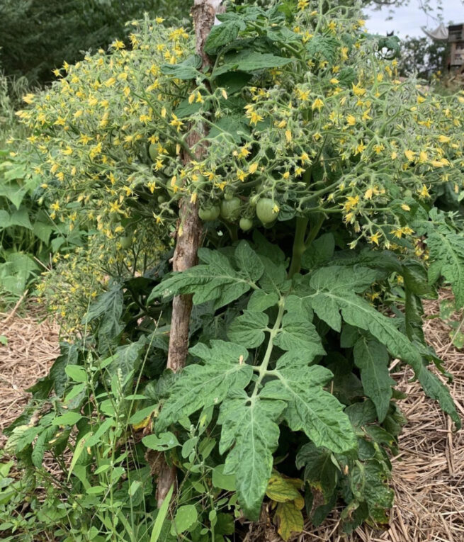 Geranium Dwarf Tomato