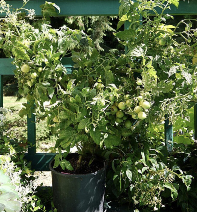 geranium kiss tomato