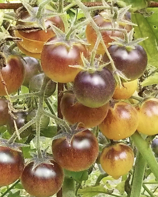 Indigo Cream Tomato -Blue Cream Berries Tomato